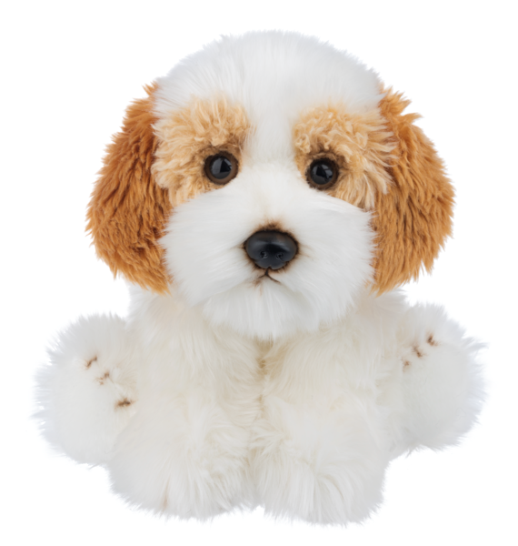 Plush White Cavachon Puppy with Brown Ears